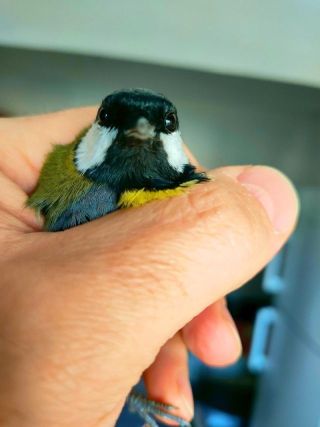 Mihai Purcaru auf pixabay Vogel in der Hand